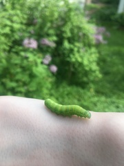Orthosia hibisci