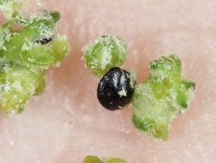 Chenopodium desiccatum leptophylloides