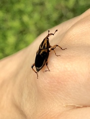Metamasius sericeus