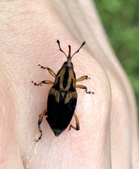 Metamasius sericeus