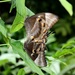 Papilio ulysses joesa - Photo (c) DANIEL JULIE，保留部份權利CC BY