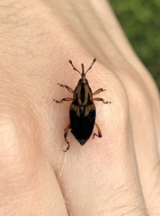Metamasius sericeus