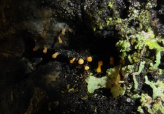 Eustilbum aureum