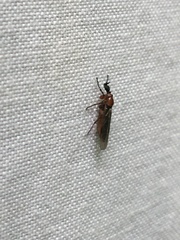 Dilophus tibialis