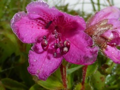 Rhododendron camtschaticum