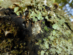 Eustilbum aureum