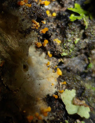 Eustilbum aureum