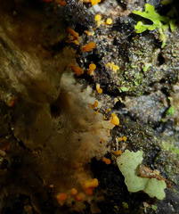 Eustilbum aureum