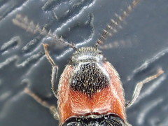Ampedus rubricus