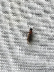 Dilophus tibialis