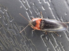 Ampedus rubricus