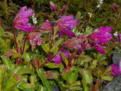 Rhododendron camtschaticum