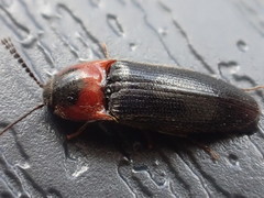 Ampedus rubricus