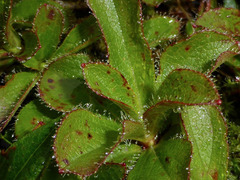 Rhododendron camtschaticum