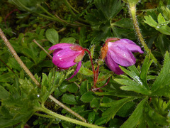 Rhododendron camtschaticum