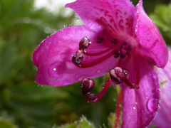 Rhododendron camtschaticum