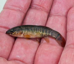 Umbra limi