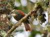 Pearled Treerunner - Photo (c) Finca Suasie, some rights reserved (CC BY-NC), uploaded by Finca Suasie
