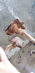 Basidiomycota