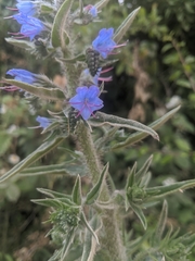 Echium vulgare