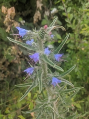 Echium vulgare