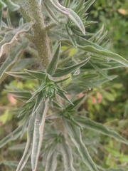 Echium vulgare