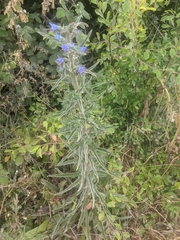 Echium vulgare