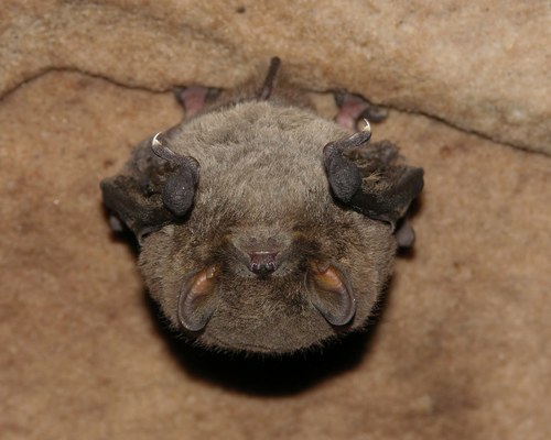 Natal Long-fingered Bat