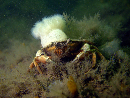 Photo of European green crab (Carcinus maenas)