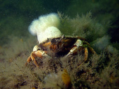 European Green Crab