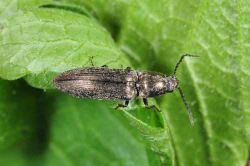 Gluosninis Spragšis nuotrauka
