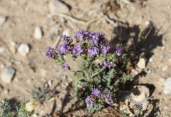 Phacelia popei