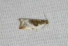 Ancylis nubeculana