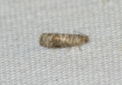 Grapholita packardi