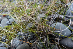 Zoysia minima