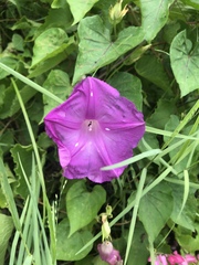 Ipomoea orizabensis