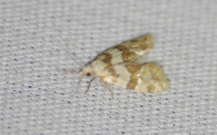 Aethes argentilimitana