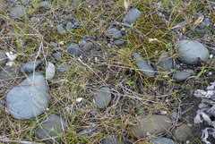 Zoysia minima