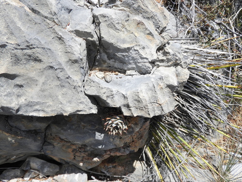 Image of Echeveria cuspidata by (c) Leticia Jiménez Hernández, some rights reserved (CC BY-SA)
