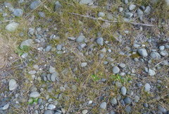 Zoysia minima