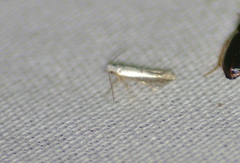 Argyresthia subreticulata