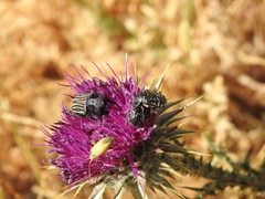 Oxythyrea noemi