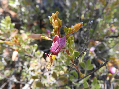 Image of Krameria cytisoides by (c) Leticia Jiménez Hernández, some rights reserved (CC BY-SA)