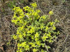 Sedum acre