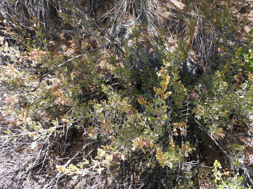 Image of Krameria cytisoides by (c) Leticia Jiménez Hernández, some rights reserved (CC BY-SA)