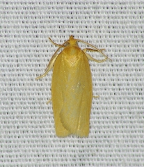 Clepsis clemensiana