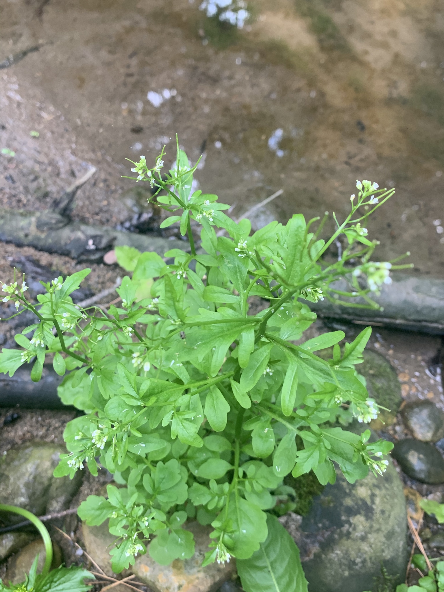 Pennsylvania Bitter Cress (Cardamine pensylvanica)