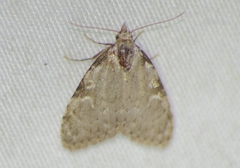 Meganola phylla