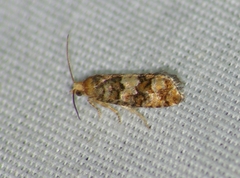 Eucopina tocullionana
