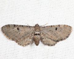 Eupithecia indistincta